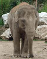 Elephant - Chester Zoo