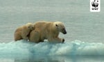 WWF campaign