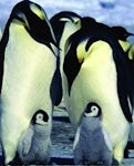 March of the Penguins