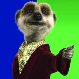 Alekandr the meerkat