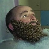 /q/j/n/MagnersBees.jpg