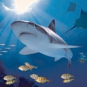 /a/b/k/Shark.jpg