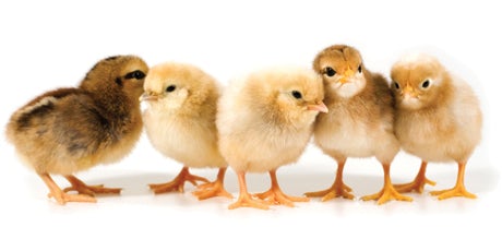 Chicks