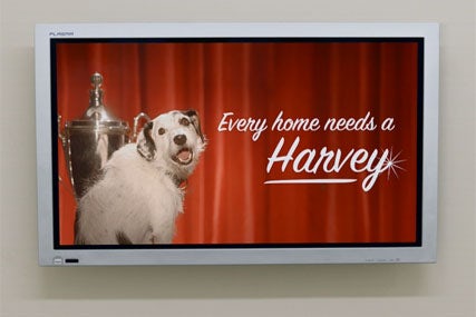 Harvey The Dog