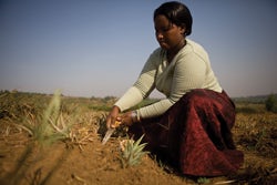 Oxfam-farmer-in Rwanda-2013-250