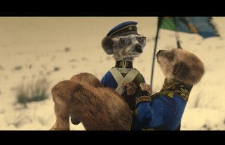 Meerkat