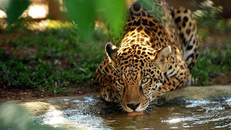 Weather Channel jaguar