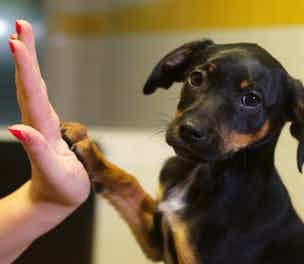 dogs-trust-paws-2013-304
