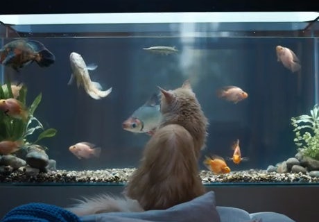 O2 Be More Dog
