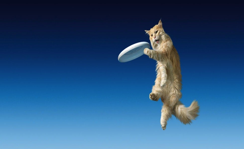 Be-more-dog-cat