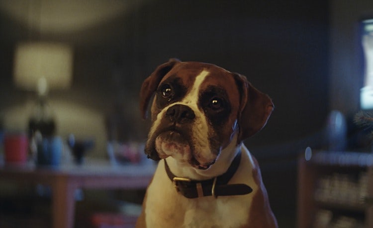 John Lewis is hoping #BustertheDog can surpass Monty The Penguin in popularity