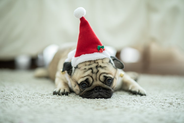 Sad Christmas pug