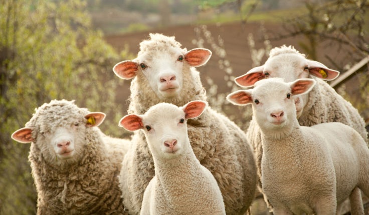 Follow that sheep (part one), Johnson Banks