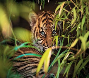 WhiskasAd-Campaign-2013_460