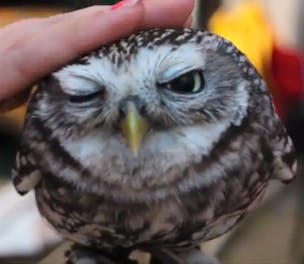 Waterstones OWLS