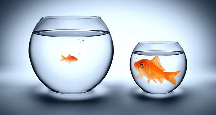big fish small pond