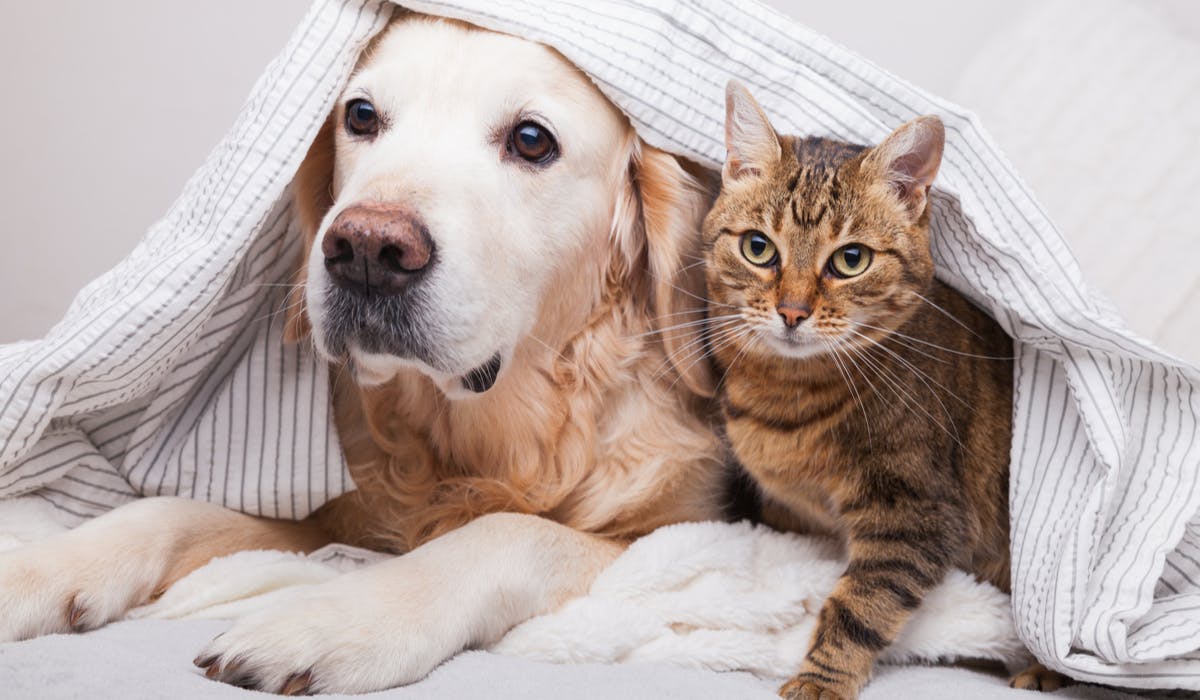 battersea dogs and cats home home