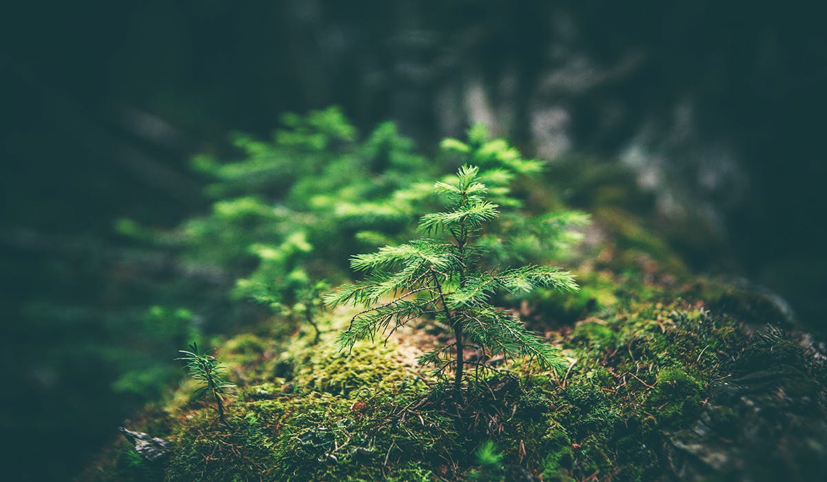 A green shoot in a forest